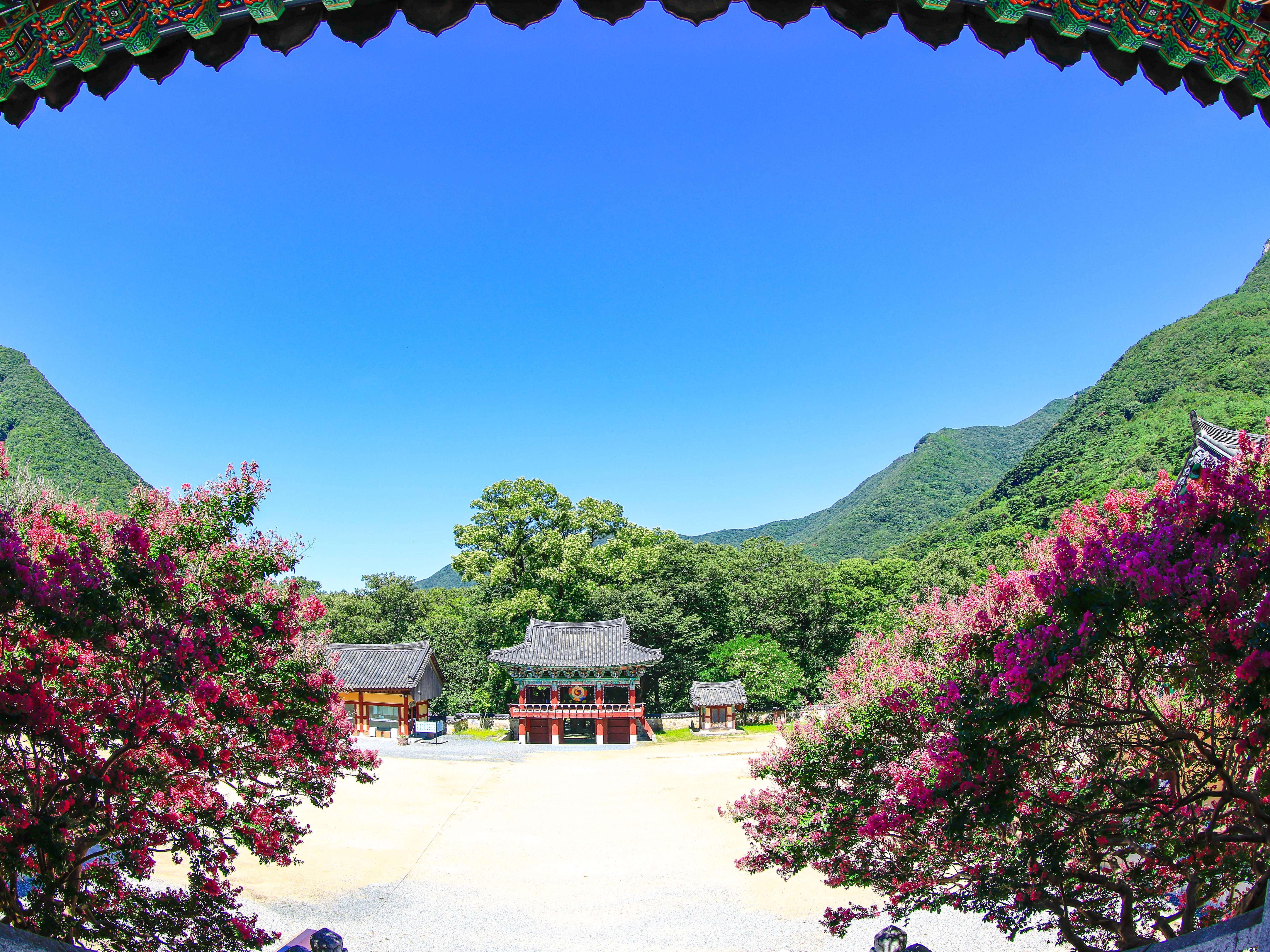 배롱꽃