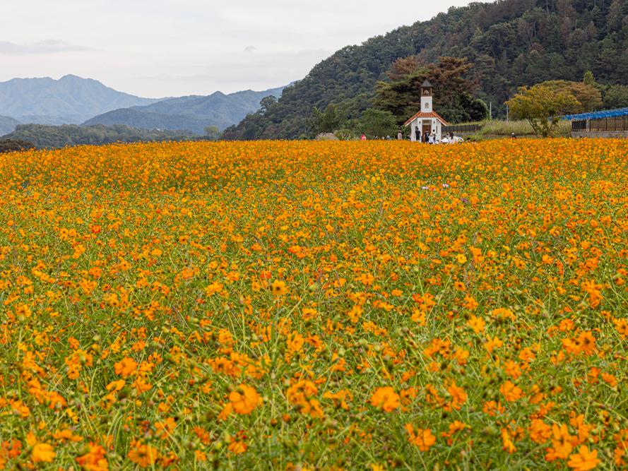 홍천 무궁화수목원